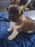 Butter cup, a male Akita for sale in South Bend, IN – 1 of 2