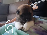 Mina, a female Akita for sale in South Bend, IN – 2 of 2
