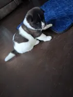 Spot, a male Akita for sale in South Bend, IN – 2 of 2