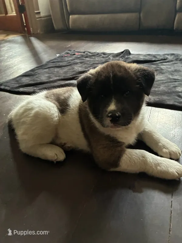 Spot – Akita puppy on hold in South Bend, IN