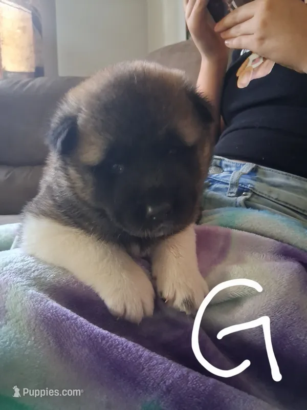 Mina – Akita puppy for sale in South Bend, IN
