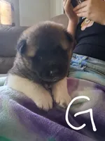 Mina, a female Akita for sale in South Bend, IN – 1 of 2
