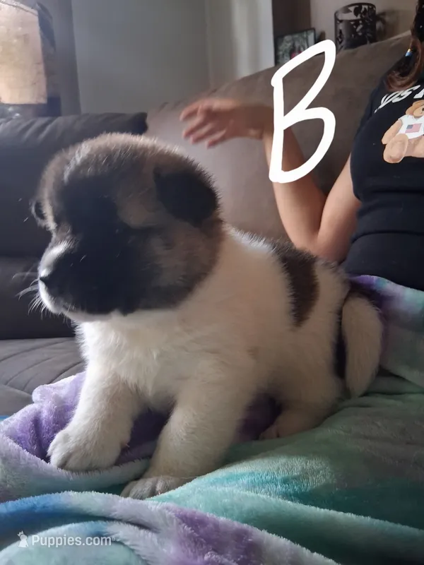 Lenard – Akita puppy for sale in South Bend, IN