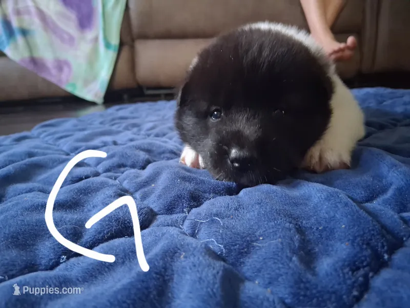 Ariel – Akita puppy for sale in South Bend, IN
