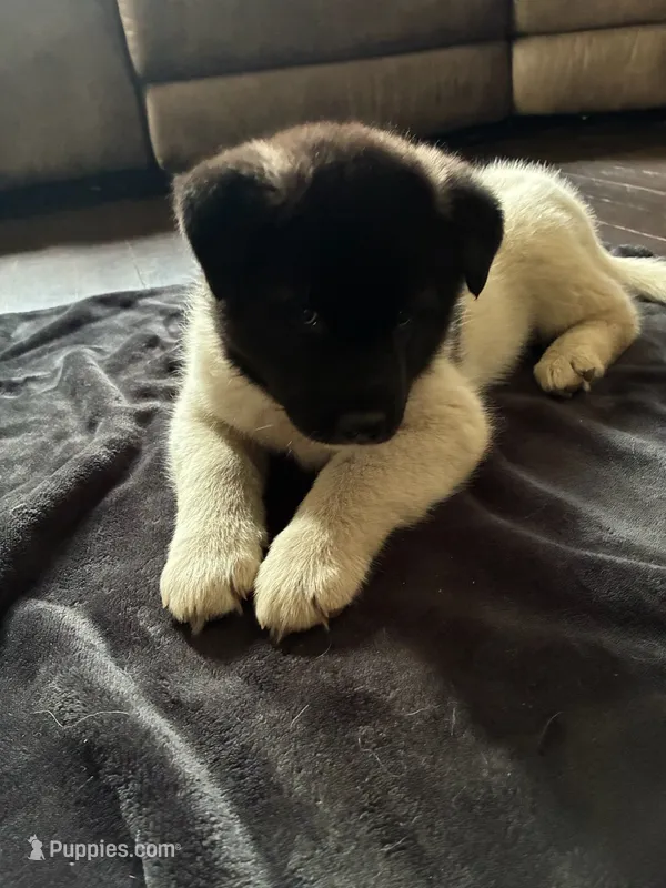 Ariel – Akita puppy for sale in South Bend, IN