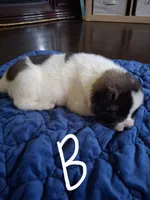Donut, a male Akita for sale in South Bend, IN – 2 of 2