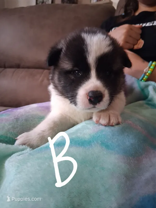 Donut – Akita puppy for sale in South Bend, IN