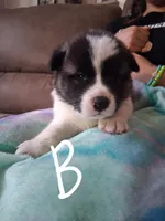 Donut, a male Akita for sale in South Bend, IN – 1 of 2