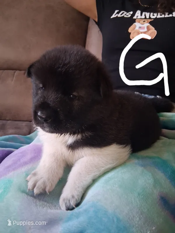 Oreo – Akita puppy on hold in South Bend, IN