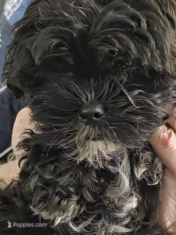 Moose, a male Shihpoo for sale in Palm Coast, FL – Photo 1 of 1