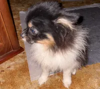 George Clooney, a male Pomeranian for sale in Greenville, NC – 3 of 4