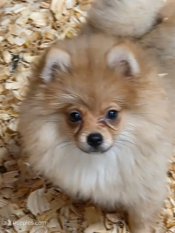 Phoenix – Pomeranian puppy for sale in Greenville, NC