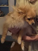 Phoenix, a male Pomeranian for sale in Greenville, NC – 2 of 5