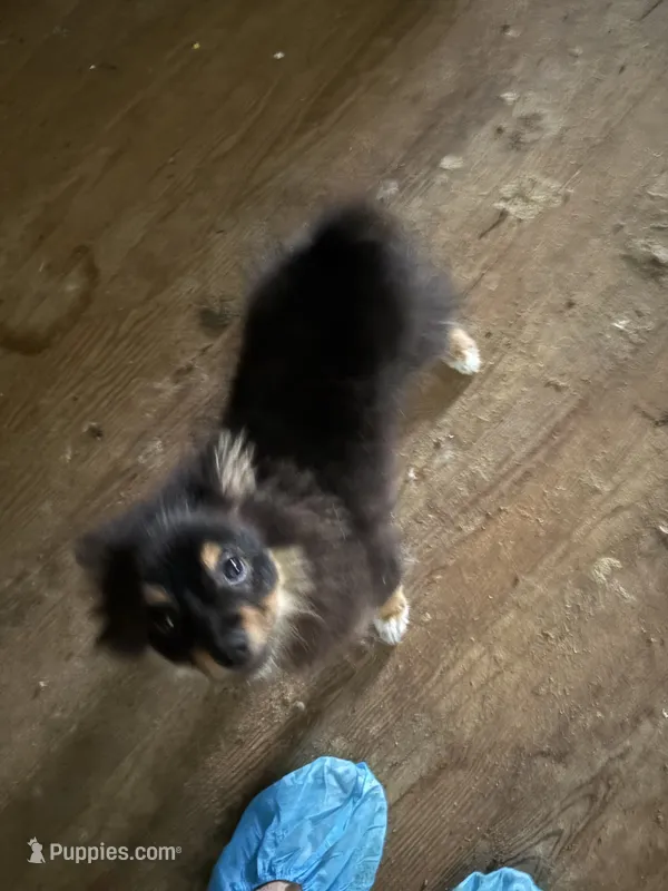 Shadow – Pomeranian puppy for sale in Greenville, NC