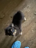 Shadow, a male Pomeranian for sale in Greenville, NC – 1 of 3