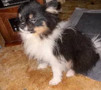 George Clooney, a male Pomeranian for sale in Greenville, NC – 4 of 4
