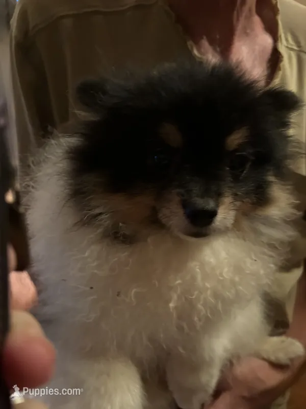 Titan – Pomeranian puppy for sale in Greenville, NC