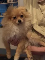 Phoenix, a male Pomeranian for sale in Greenville, NC – 4 of 5