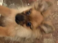 Simba, a male Pomeranian for sale in Greenville, NC – 2 of 2