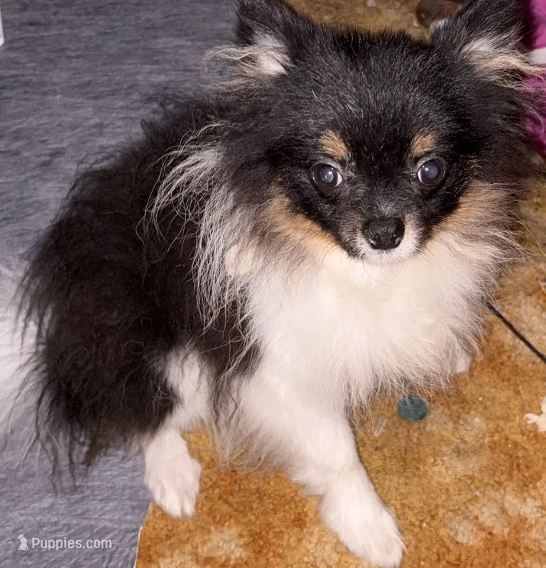 George Clooney – Pomeranian puppy for sale in Greenville, NC