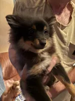 Shadow, a male Pomeranian for sale in Greenville, NC – 2 of 3