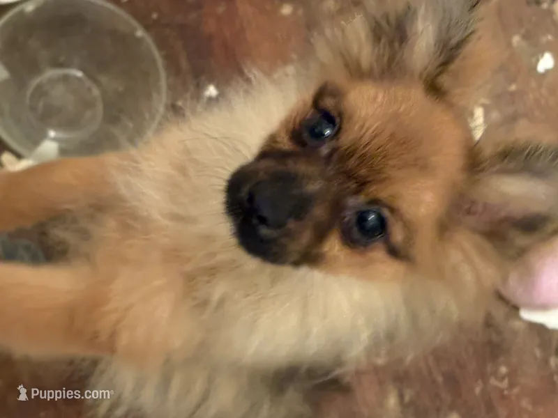 Simba – Pomeranian puppy for sale in Greenville, NC