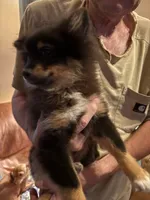 Shadow, a male Pomeranian for sale in Greenville, NC – 3 of 3