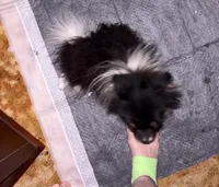 George Clooney, a male Pomeranian for sale in Greenville, NC – 2 of 4