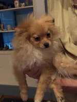 Phoenix, a male Pomeranian for sale in Greenville, NC – 3 of 5