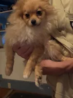 Phoenix, a male Pomeranian for sale in Greenville, NC – 5 of 5