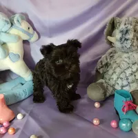 Teady, a male Miniature Schnauzer for sale in Amado, AZ – Photo 4 of 4