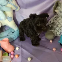 Teady, a male Miniature Schnauzer for sale in Amado, AZ – Photo 2 of 4