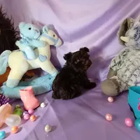 Teady, a male Miniature Schnauzer for sale in Amado, AZ – Photo 1 of 4