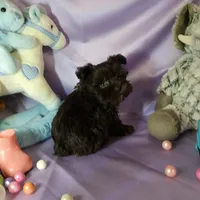 Teady, a male Miniature Schnauzer for sale in Amado, AZ – Photo 3 of 4