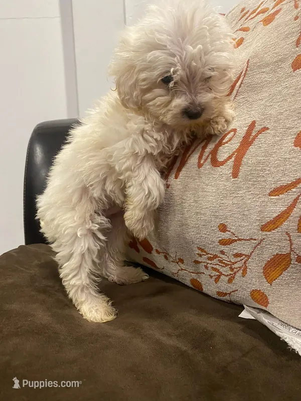Ripa – Maltipoo, Poodle - Toy  puppy for sale in Los Angeles, CA