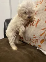 Ripa, a female Maltipoo and Poodle - Toy  for sale in Los Angeles, CA – 1 of 1