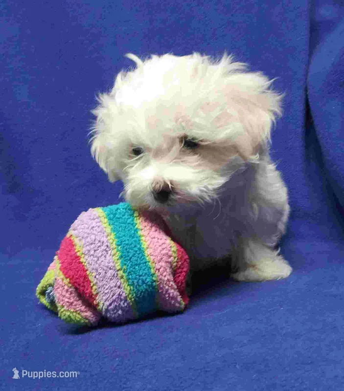 Sandy – Maltipoo, Poodle - Toy  puppy for sale in Los Angeles, CA