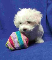 Sandy, a male Maltipoo and Poodle - Toy  for sale in Los Angeles, CA – 1 of 1