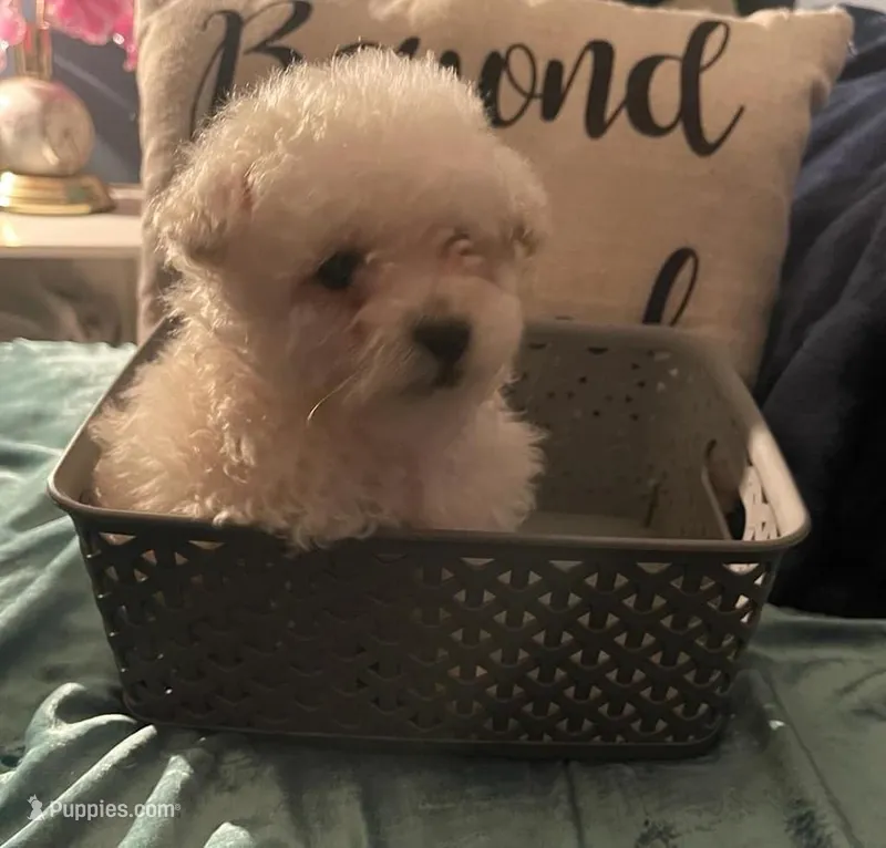 Leo – Maltipoo, Poodle - Toy  puppy for sale in Los Angeles, CA