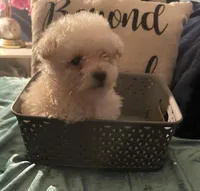 Leo, a male Maltipoo and Poodle - Toy  for sale in Los Angeles, CA – 1 of 1