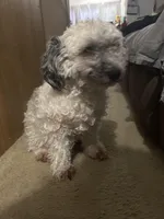 Toni, a male Poodle - Miniature  for sale in Minneapolis, MN – Photo 3 of 3