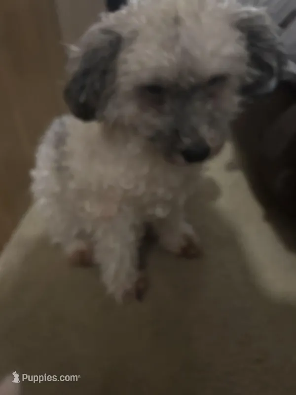 Toni, a male Poodle - Miniature  for sale in Minneapolis, MN – Photo 1 of 3