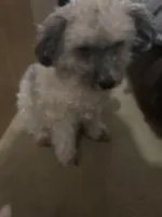 Toni, a male Poodle - Miniature  for sale in Minneapolis, MN – Photo 1 of 3