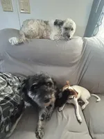 Toni, a male Poodle - Miniature  for sale in Minneapolis, MN – Photo 2 of 3