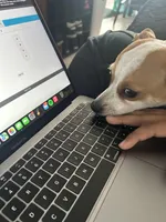 Nino, a male Chihuahua for sale in Minneapolis, MN – Photo 6 of 8