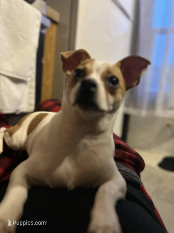 Nino, a male Chihuahua for sale in Minneapolis, MN – Photo 1 of 8