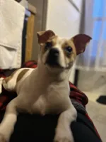 Nino, a male Chihuahua for sale in Minneapolis, MN – Photo 1 of 8