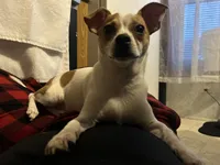 Nino, a male Chihuahua for sale in Minneapolis, MN – Photo 4 of 8