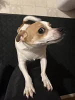 Nino, a male Chihuahua for sale in Minneapolis, MN – Photo 3 of 8