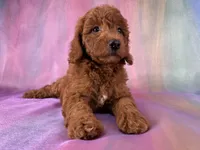 Female Mini Goldendoodle 2329, a female Miniature Goldendoodle for sale in Joice, IA – 6 of 10